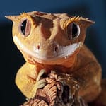 Crested-Gecko.jpg